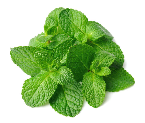 Mint Squash