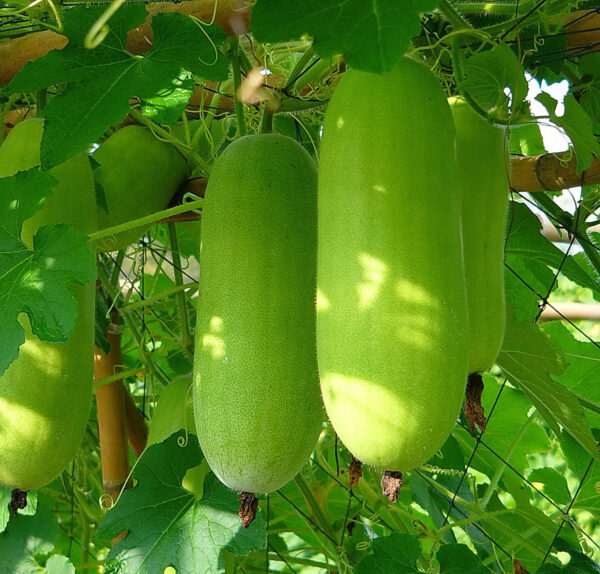 FOOD FLAVOR  - WINTER MELON FLAVOR