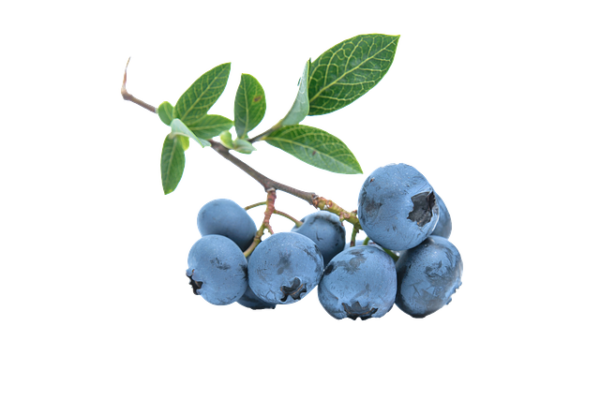 FOOD FLAVOR - BLUEBERRY FLAVOR