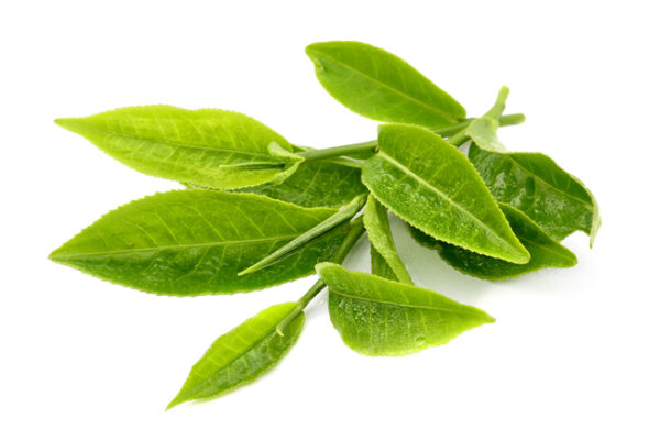 NATURAL GREEN TEA FLAVOR