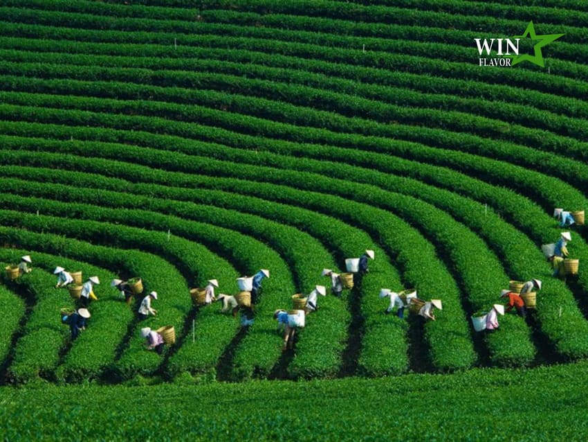 Khắp châu Á có hàng nghìn nông trại trà