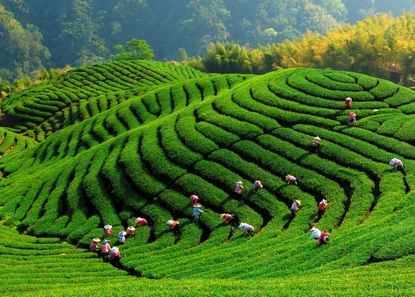 thi-truong-tra-o-long-tai-chau-a-phat-trien-manh-trong-nhung-nam-gan-day