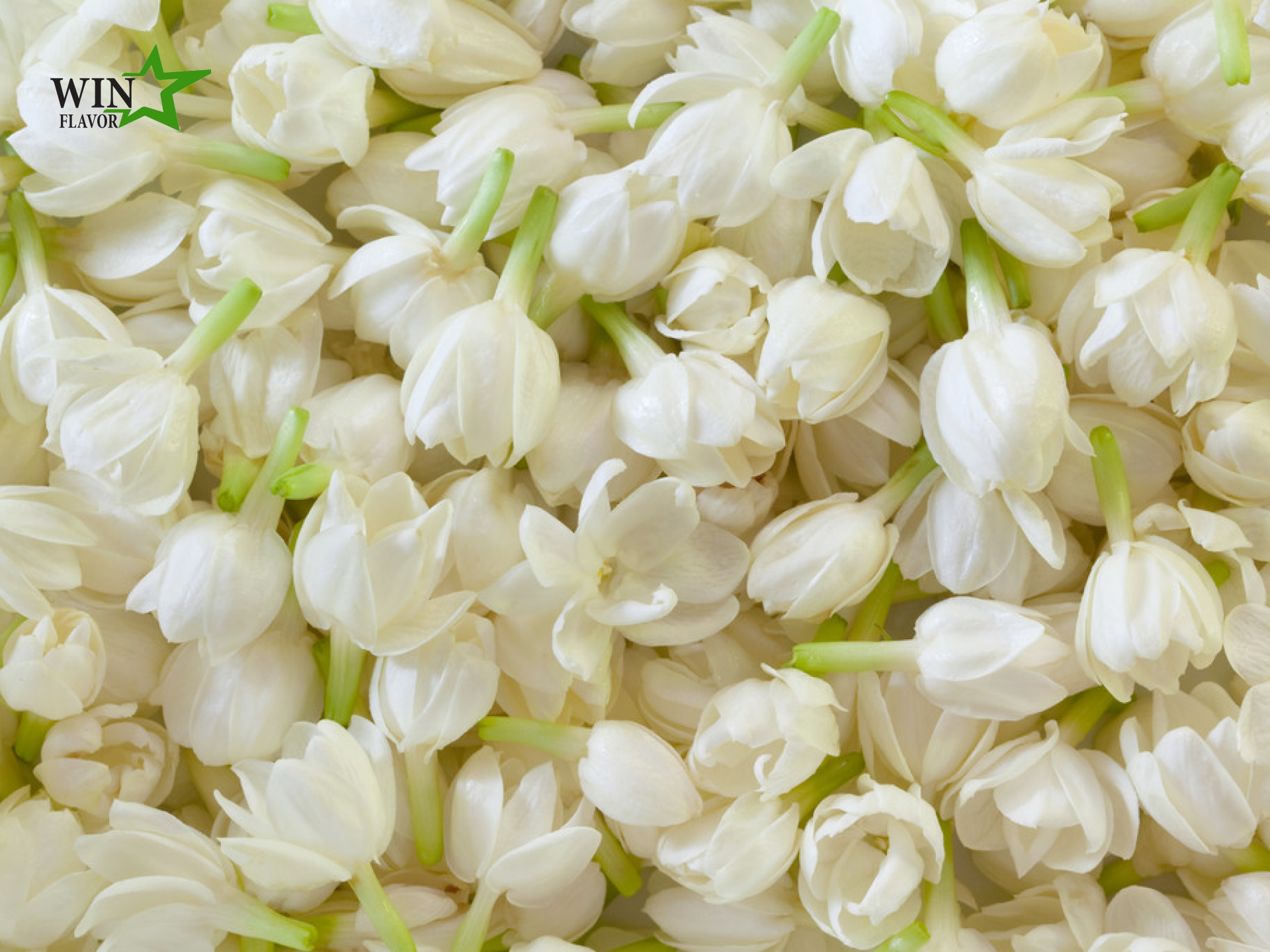 hương hoa nhài từ thiên nhiên