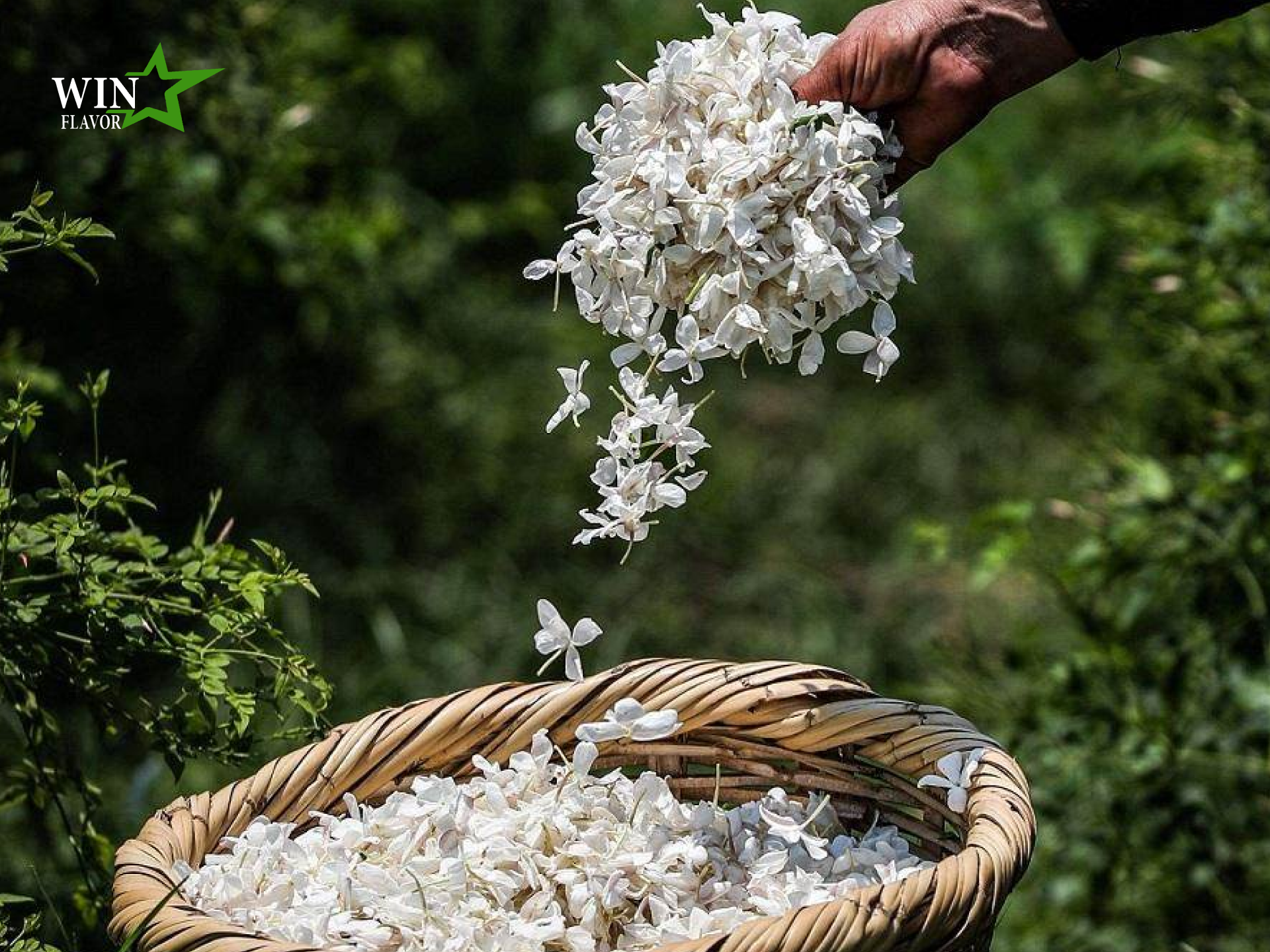 hương hoa nhài từ thiên nhiên
