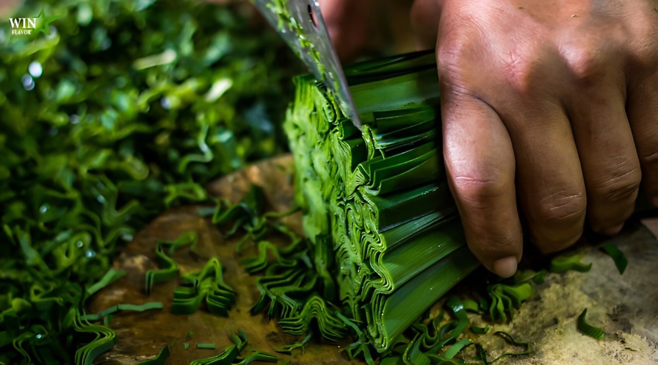 Hương lá dứa được chiết xuất lá dứa tươi