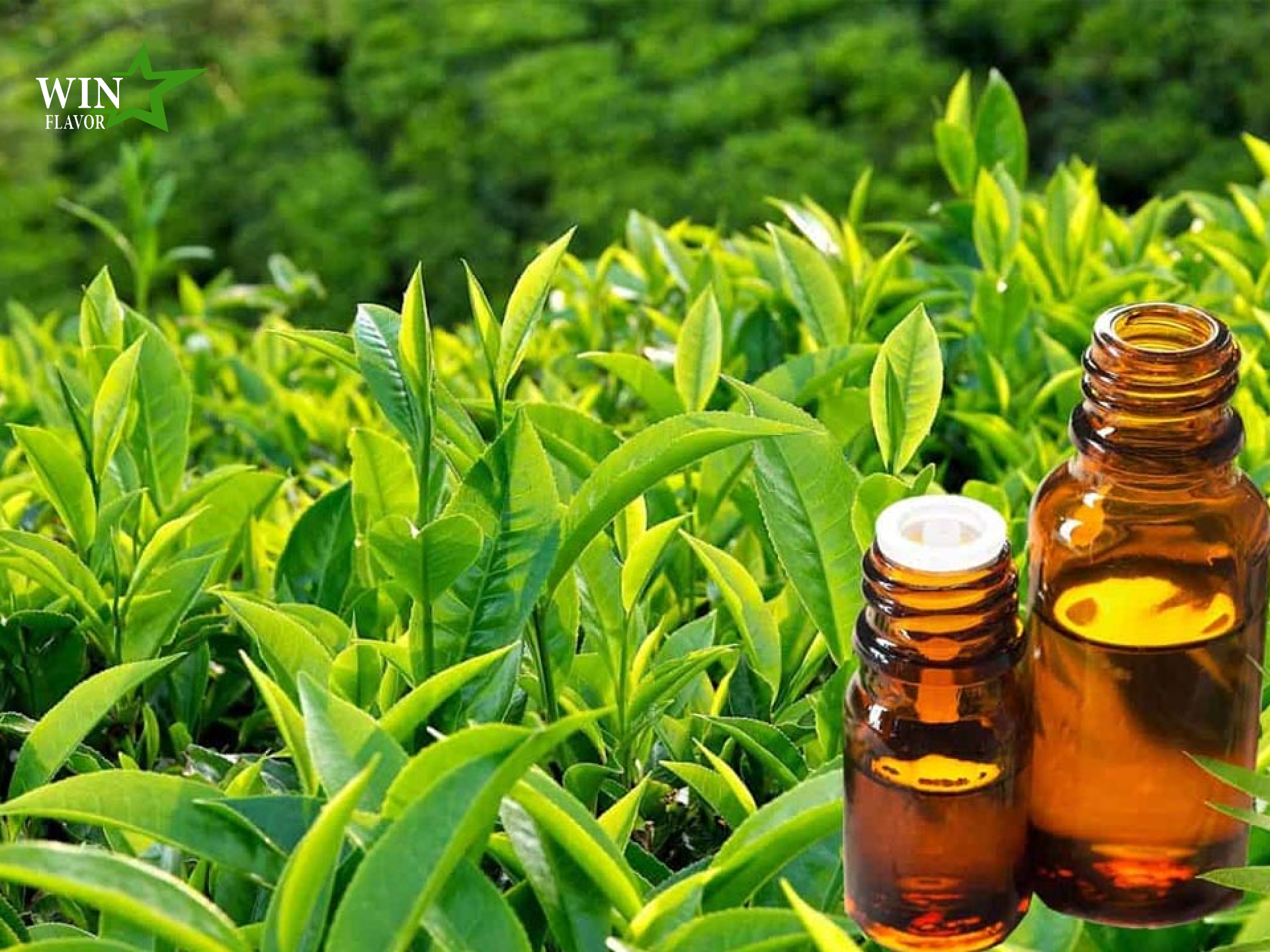 chiết xuất trà xanh trong mỹ phẩm thiên nhiên