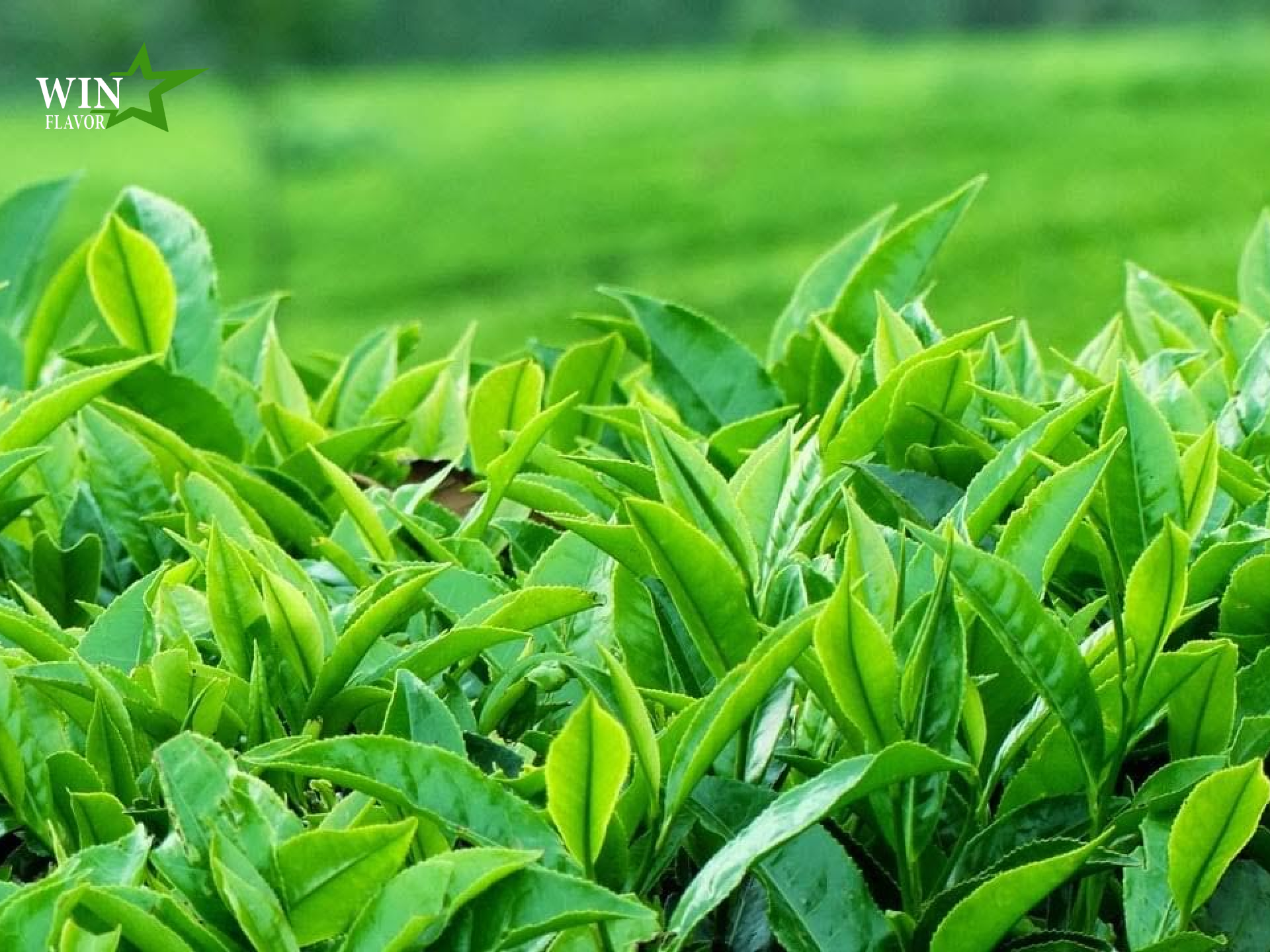 công dụng của cây trà xanh từ thiên nhiên giúp sảng khoái cơ thể