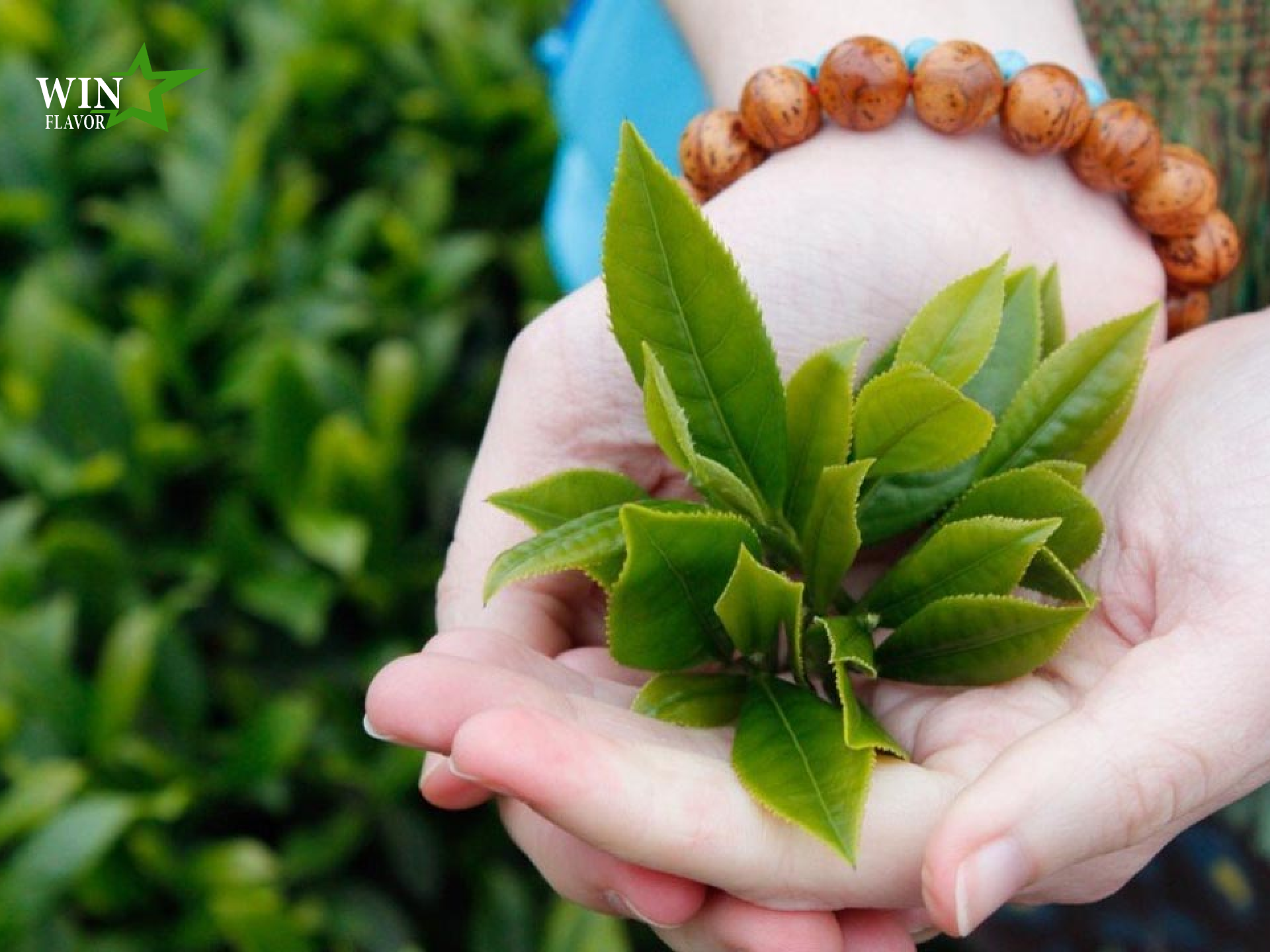 chiết xuất trà xanh trong mỹ phẩm trong lá trà