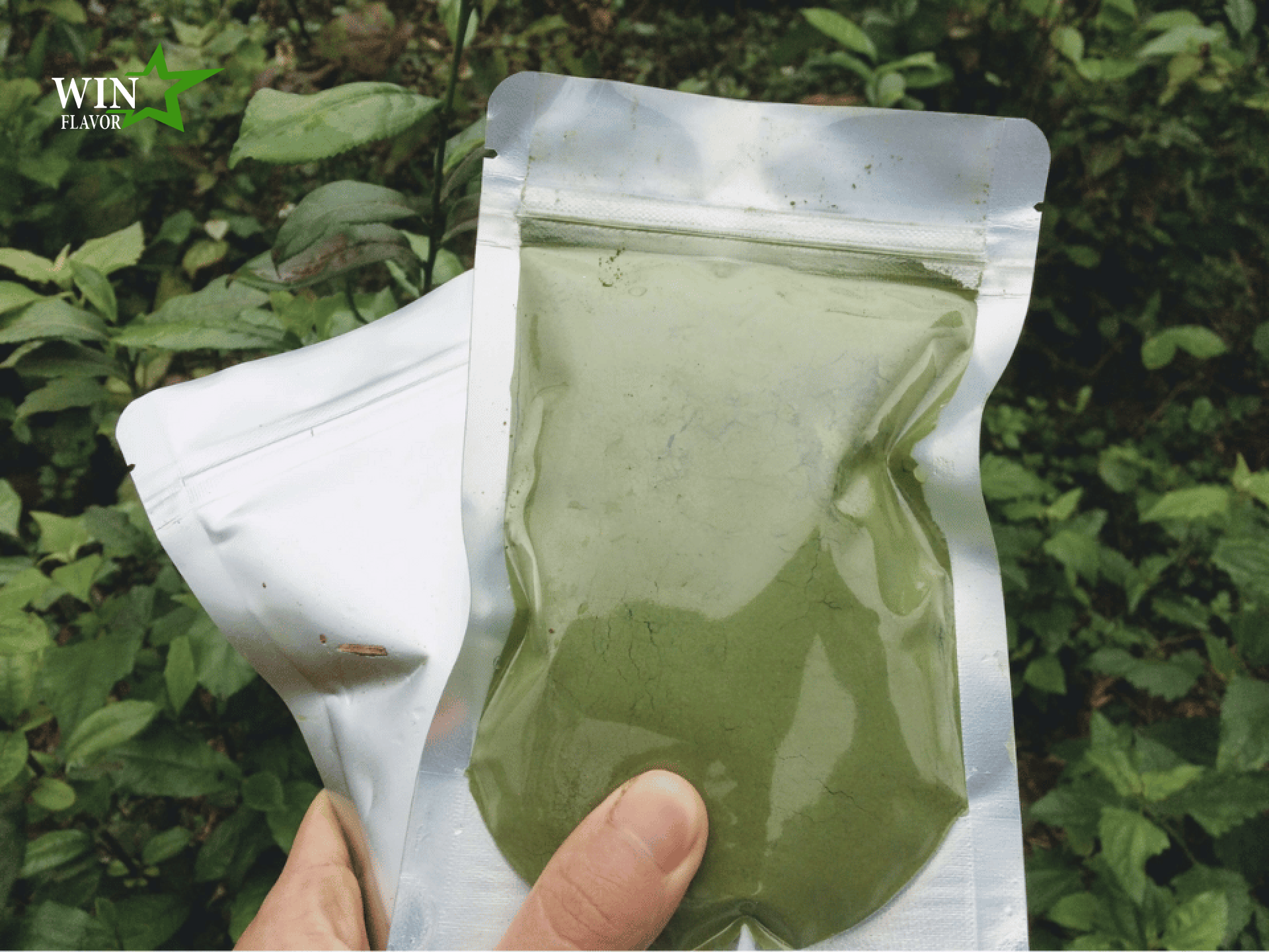 quy trình sản xuất bột trà xanh sau cùng có dạng bột