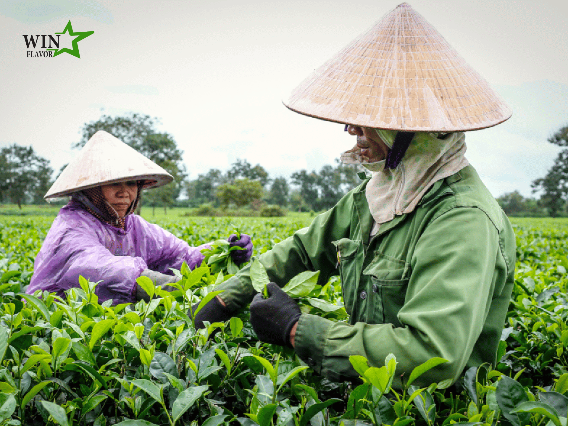 quy trình sản xuất bột trà xanh được thực hiện từ những lá trà xanh