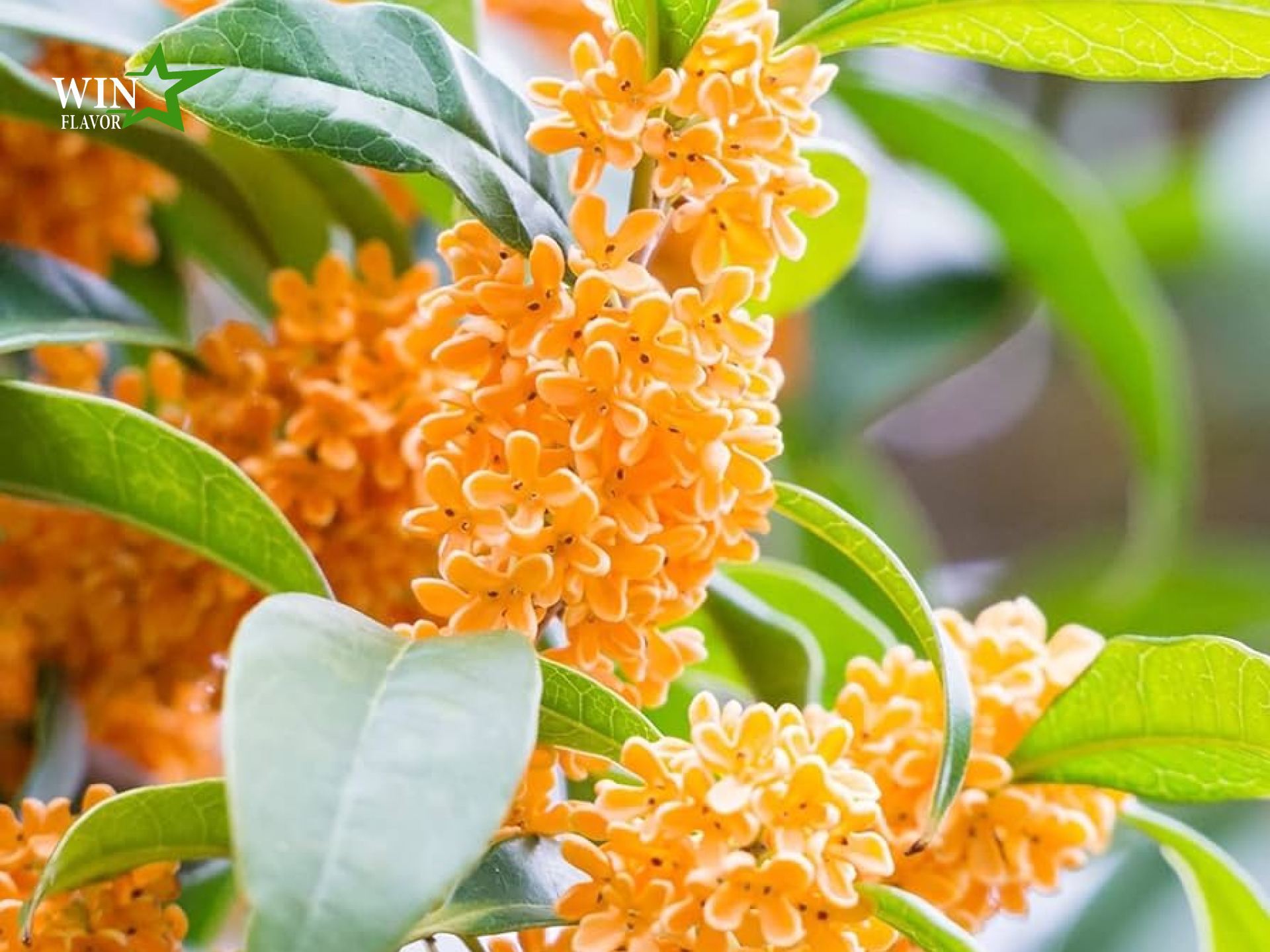hương quế hoa cao cấp tại Việt Nam