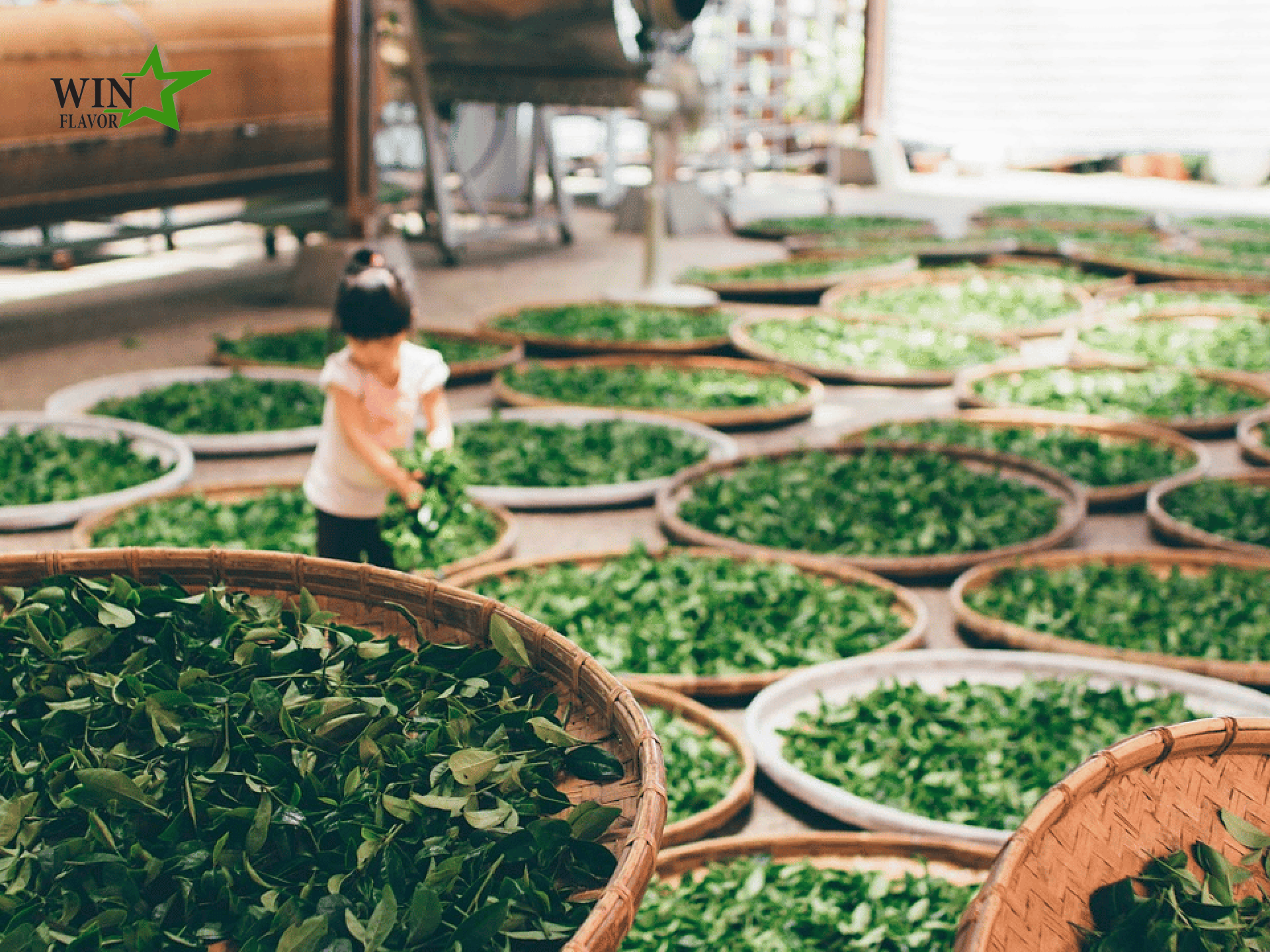 quy trình sản xuất trà xanh từ lá trà