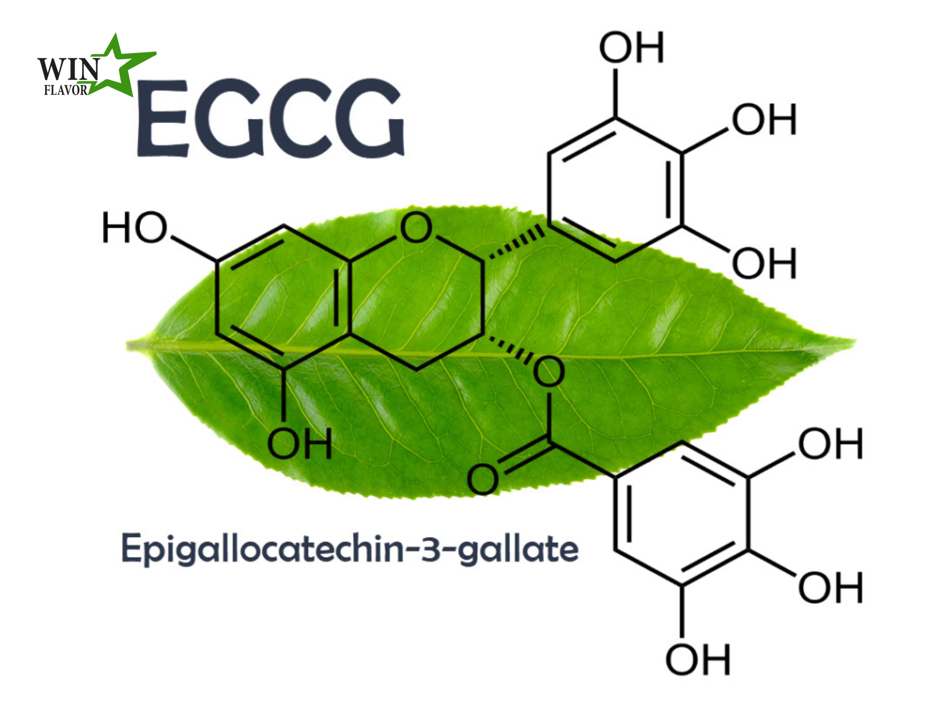 EGCG là thành phần của bột trà xanh chống lão hóa hiệu quả