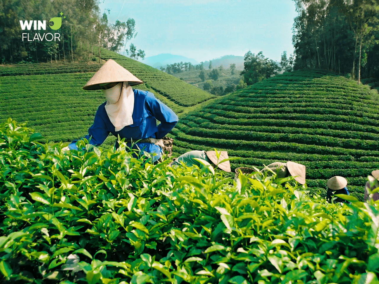 Thu hái và chọn nguyên liệu chất lượng cao, đảm bảo đạt tiêu chuẩn