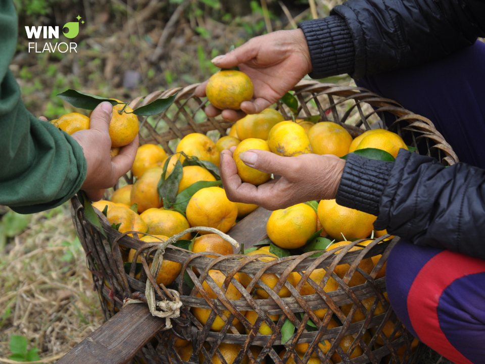 Quýt được yêu thích do có vị ngọt mát và giàu vitamin C