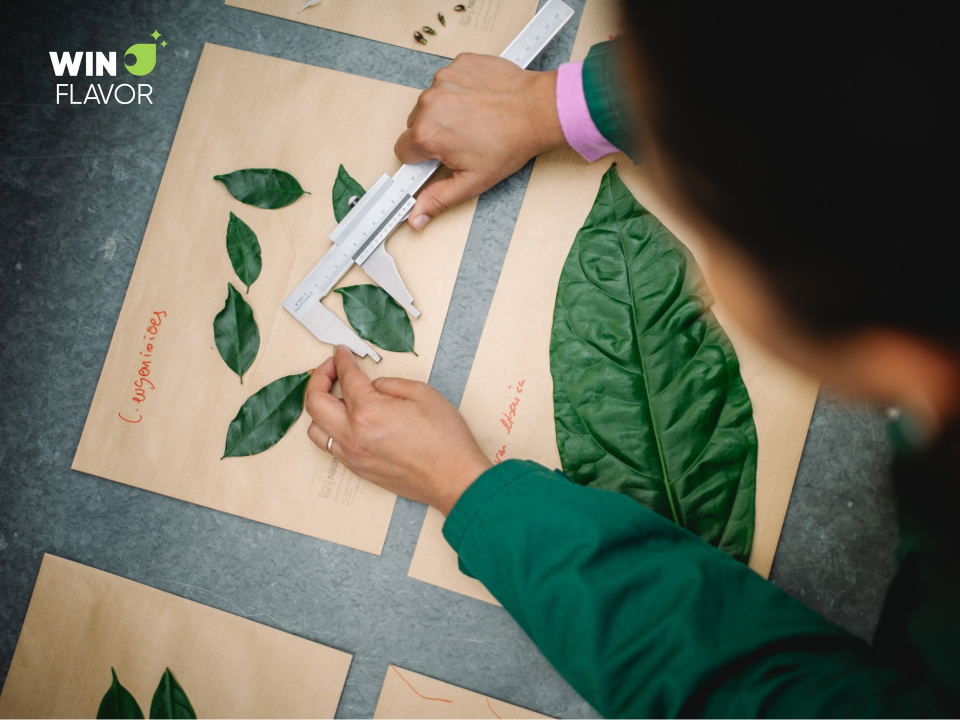Giống cà phê Arabica mới - Star 4 của Nestlé