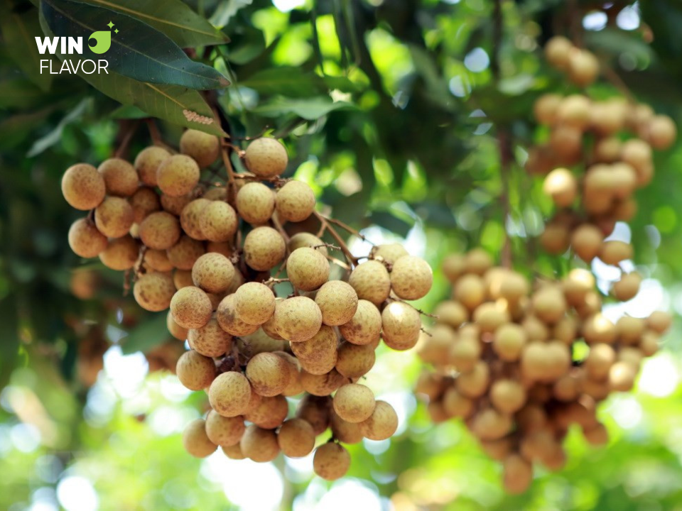 Quả nhãn là biểu tượng sum họp Tết