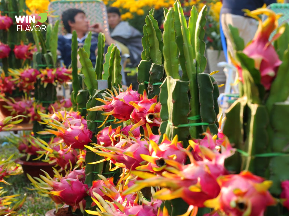 Thanh long mang đến những thương vụ mới, những cơ hội làm ăn phát đạt