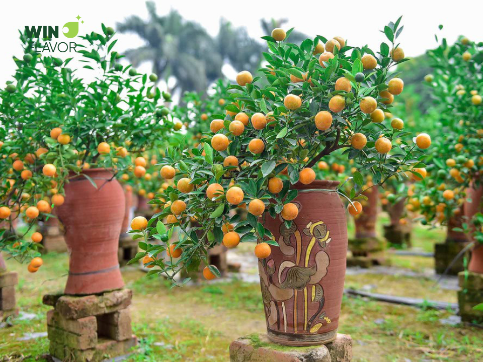 Vải mang ý nghĩa cầu chúc một năm mới đủ đầy và viên mãn