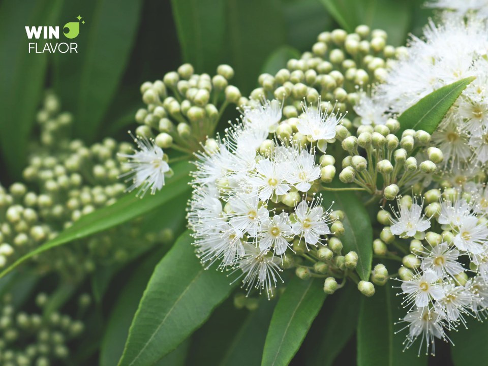 Lemon myrtle có hương vị tươi mát khác biệt, vừa cung cấp dinh dưỡng vừa ít tác động xấu đến môi trường