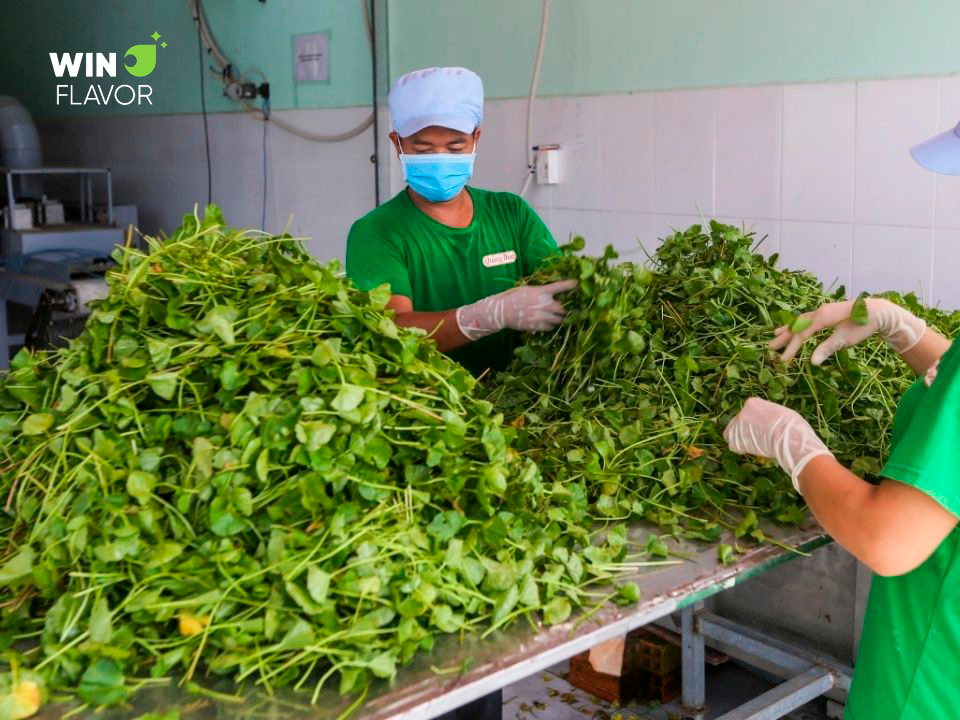 Quy trình sản xuất bột rau má phải trải qua nhiều bước