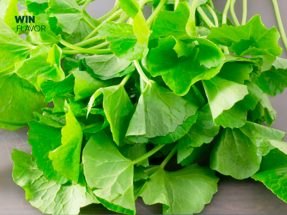 Rau má giàu vitamin A và nhiều chất dinh dưỡng tốt cho sức khỏe